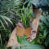 Maceta hexagonal mediana bronce - -