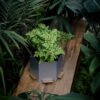 Maceta hexagonal mediana gris plata - -