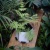Maceta hexagonal mediana blanca y negra - -