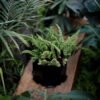 Maceta hexagonal mediana negra rugoso - -