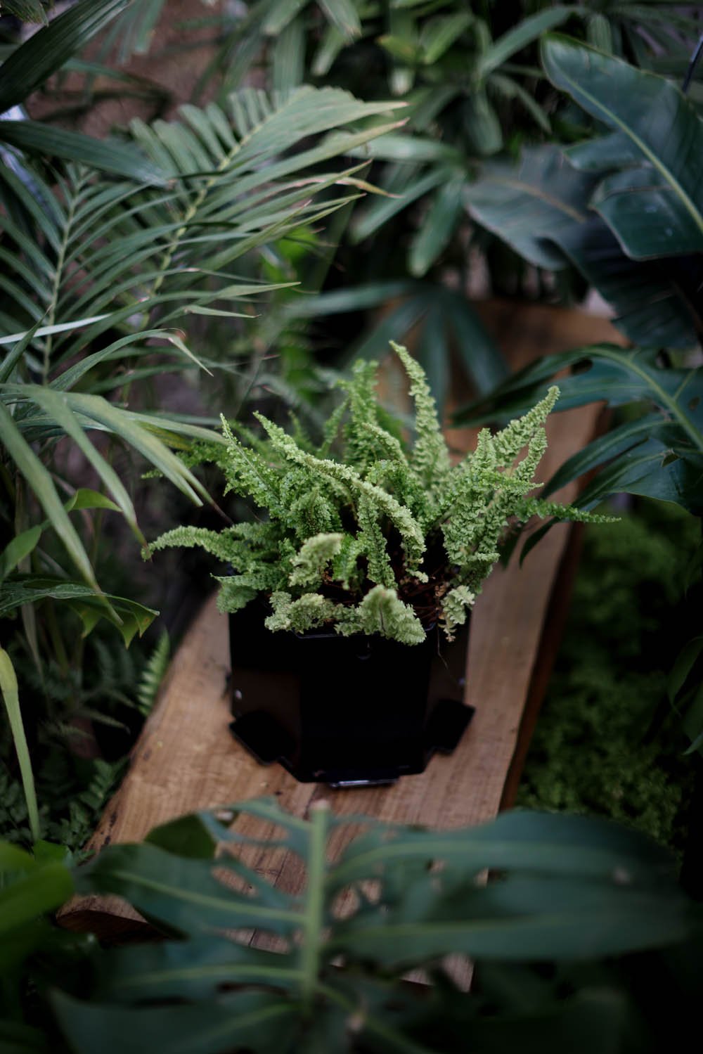Maceta hexagonal mediana negra rugoso