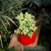 Maceta hexagonal mediana roja - -
