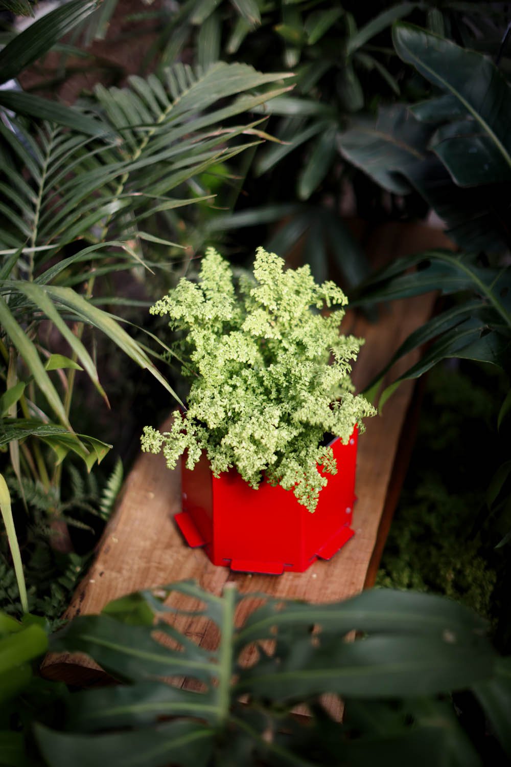 Maceta hexagonal mediana roja