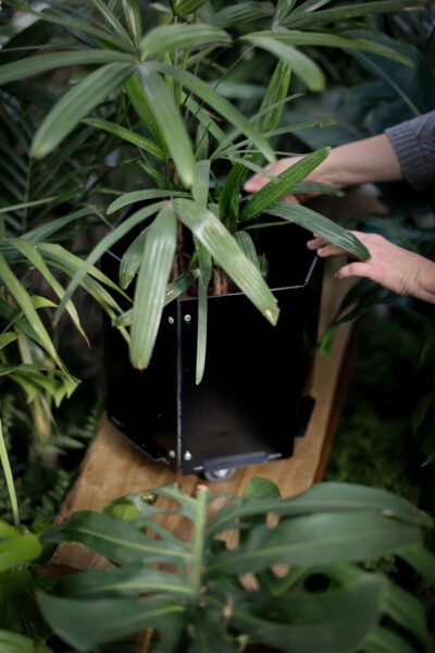 Maceta hexagonal grande negra con ruedas - Imagen 4