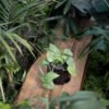 Maceta hexagonal chica negra rugoso - -