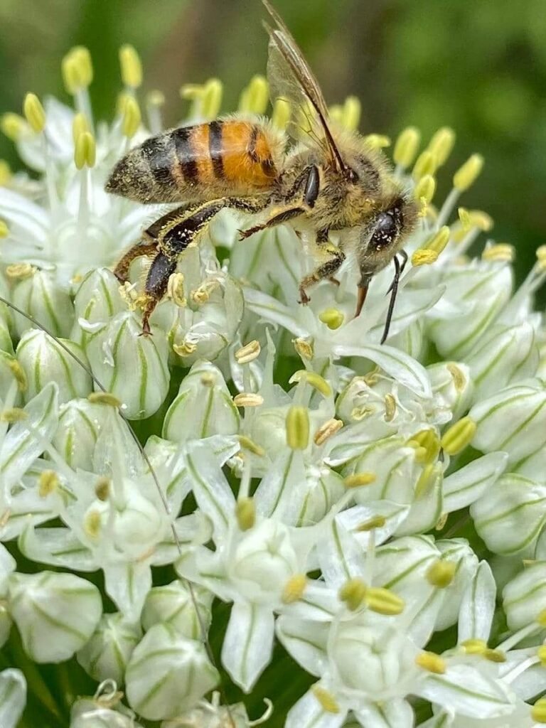 Diseñar jardines naturalistas que laten: donde lo nativo, lo comestible y lo vivo se encuentran - - Notas