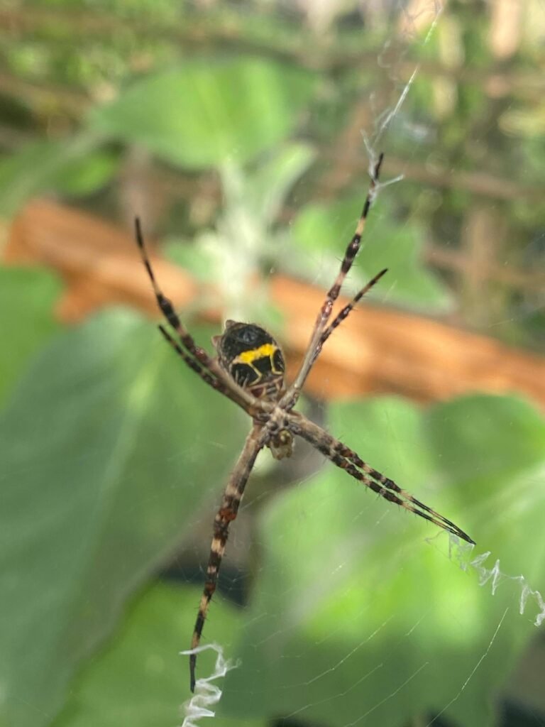 Diseñar jardines naturalistas que laten: donde lo nativo, lo comestible y lo vivo se encuentran - - Notas