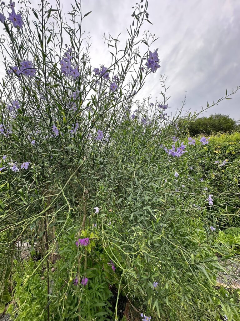 Diseñar jardines naturalistas que laten: donde lo nativo, lo comestible y lo vivo se encuentran - - Notas