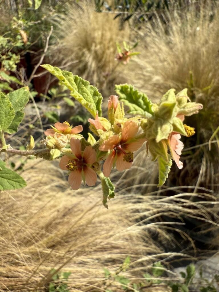 Diseñar jardines naturalistas que laten: donde lo nativo, lo comestible y lo vivo se encuentran - - Notas