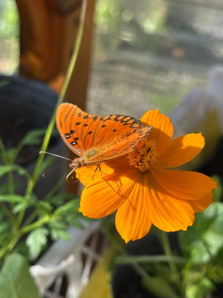 Diseñar jardines naturalistas que laten: donde lo nativo, lo comestible y lo vivo se encuentran - - Notas