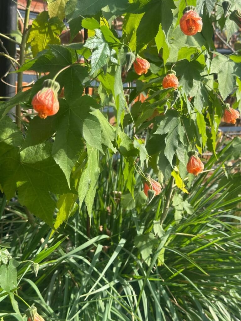 Diseñar jardines naturalistas que laten: donde lo nativo, lo comestible y lo vivo se encuentran - - Notas
