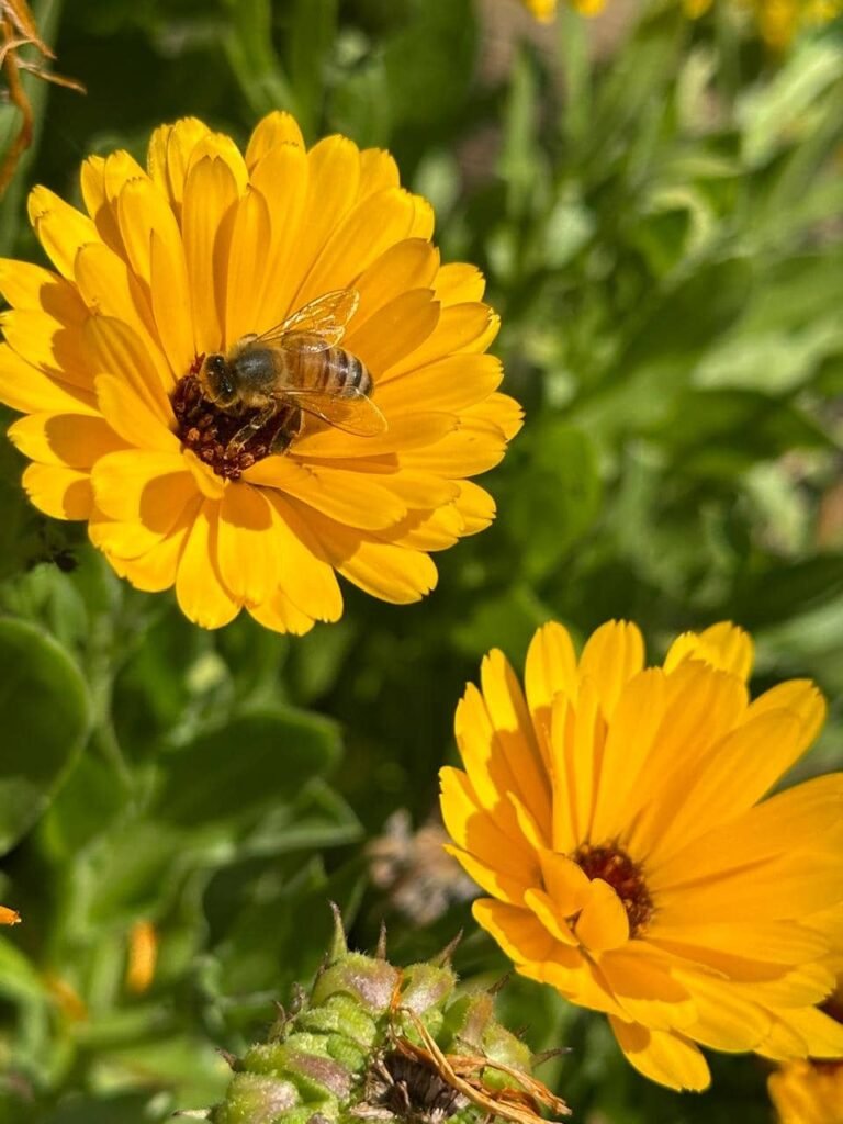 Diseñar jardines naturalistas que laten: donde lo nativo, lo comestible y lo vivo se encuentran - - Notas