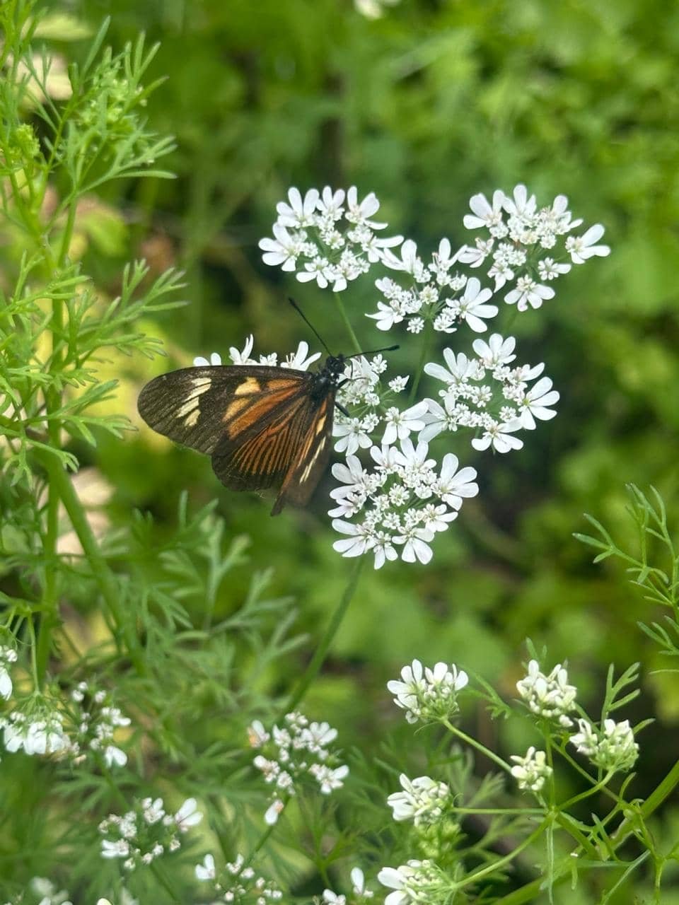Diseñar jardines que laten: donde lo nativo, lo comestible y lo vivo se encuentran