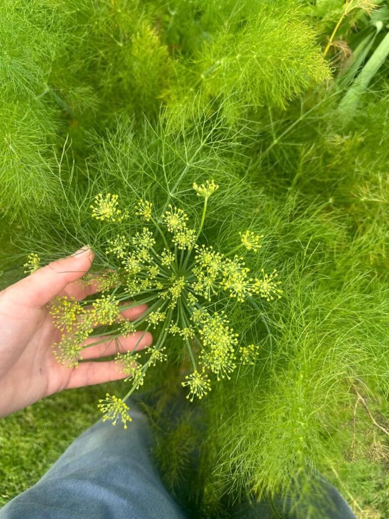 Diseñar jardines naturalistas que laten: donde lo nativo, lo comestible y lo vivo se encuentran - - Notas