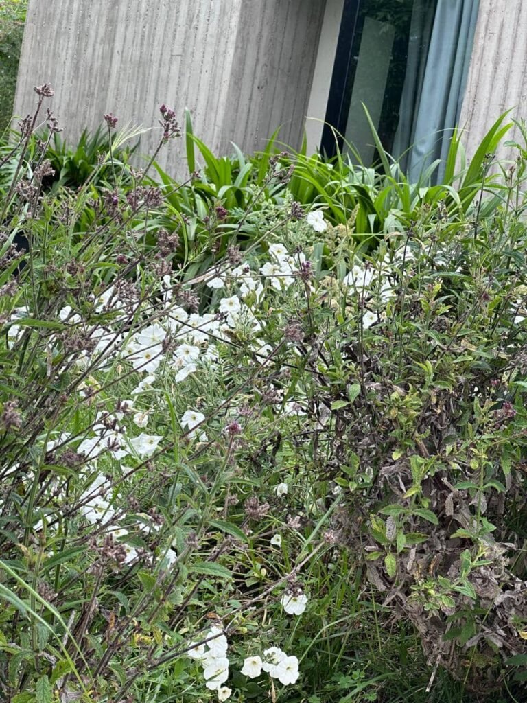 Diseñar jardines naturalistas que laten: donde lo nativo, lo comestible y lo vivo se encuentran - - Notas