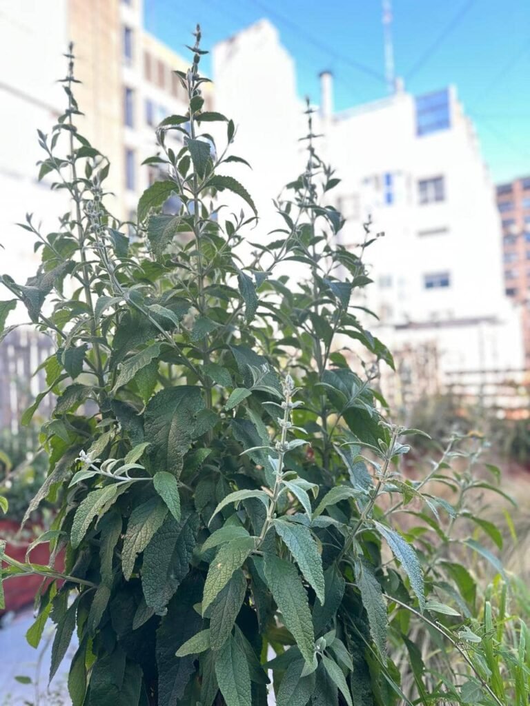 Diseñar jardines naturalistas que laten: donde lo nativo, lo comestible y lo vivo se encuentran - - Notas