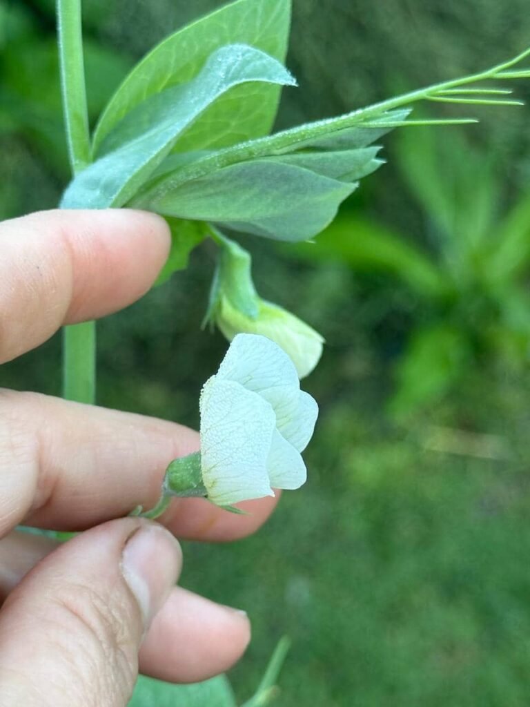 Diseñar jardines naturalistas que laten: donde lo nativo, lo comestible y lo vivo se encuentran - - Notas