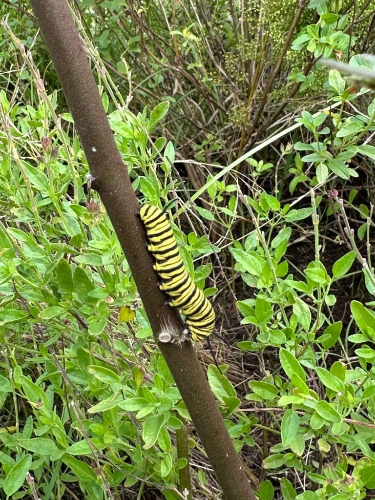 Diseñar jardines naturalistas que laten: donde lo nativo, lo comestible y lo vivo se encuentran - - Notas