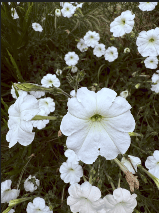 El bienestar empieza en el suelo:cuerpo naturaleza y salud - - Notas