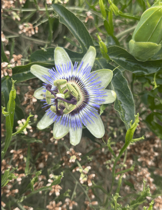 El bienestar empieza en el suelo:cuerpo naturaleza y salud - - Notas