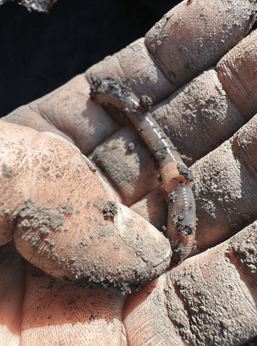 El bienestar empieza en el suelo:cuerpo naturaleza y salud - - Notas