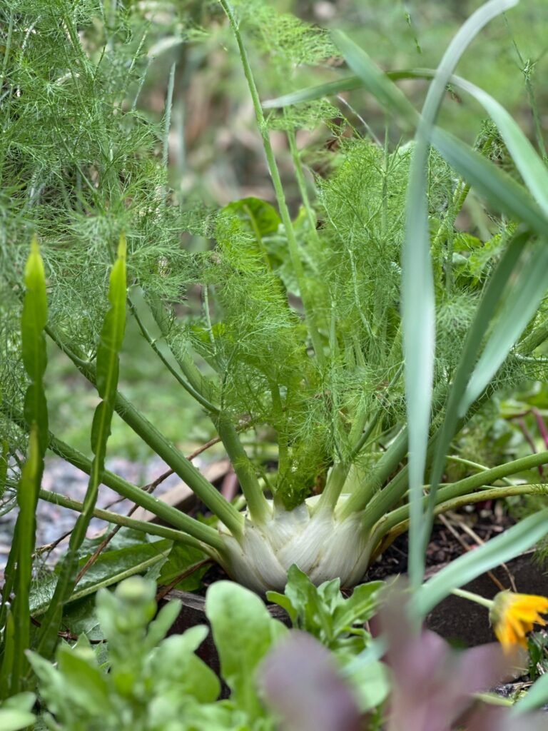 Hinojo: qué es, cómo se cultiva y por qué no es un bulbo Betarraga - - Notas