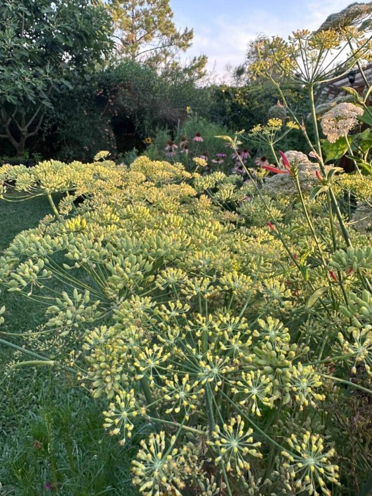 Hinojo: qué es, cómo se cultiva y por qué no es un bulbo Betarraga - - Notas