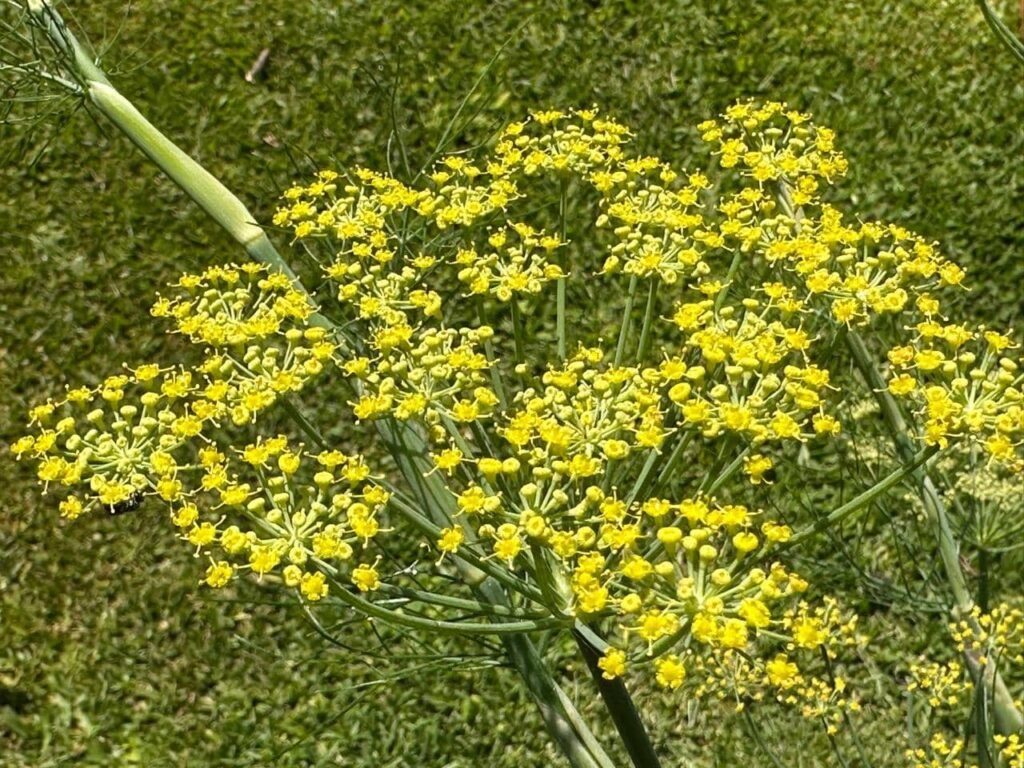 Hinojo: qué es, cómo se cultiva y por qué no es un bulbo Betarraga - - Notas