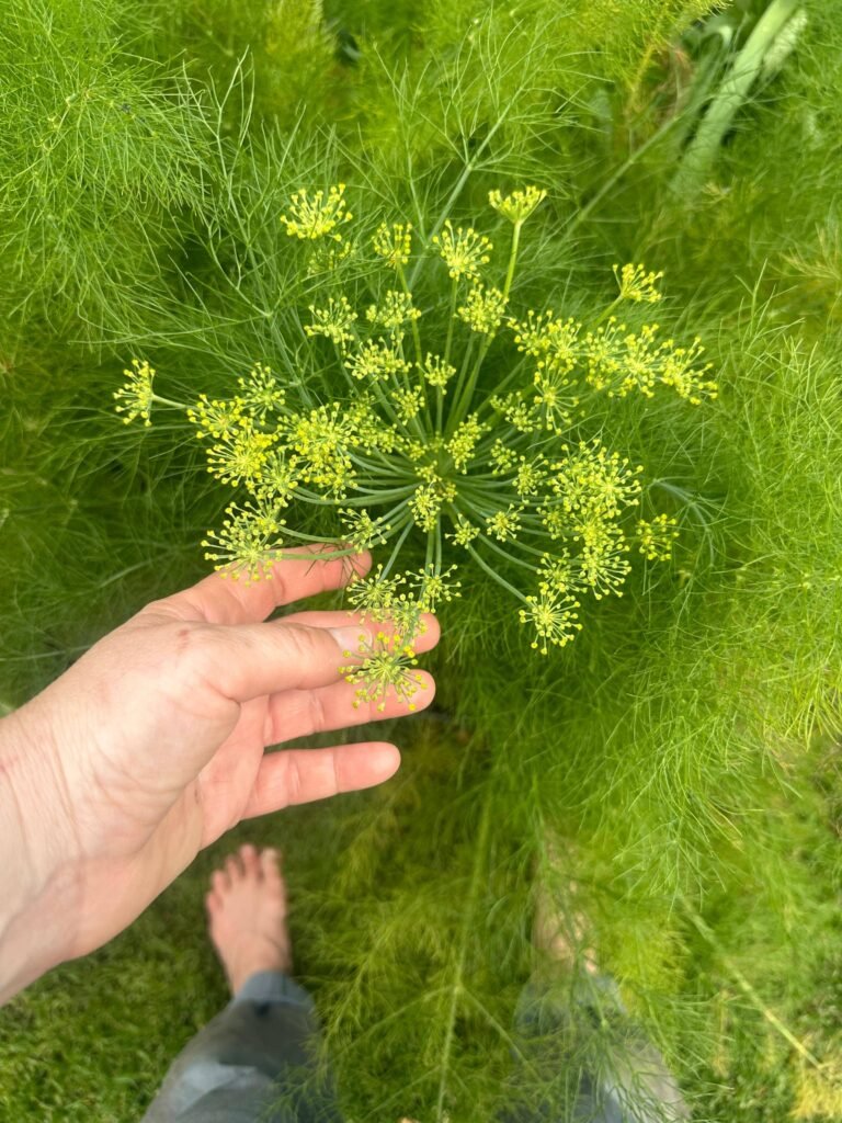 Hinojo: qué es, cómo se cultiva y por qué no es un bulbo Betarraga - - Notas