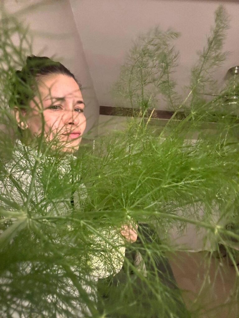 Hinojo: qué es, cómo se cultiva y por qué no es un bulbo Betarraga - - Notas