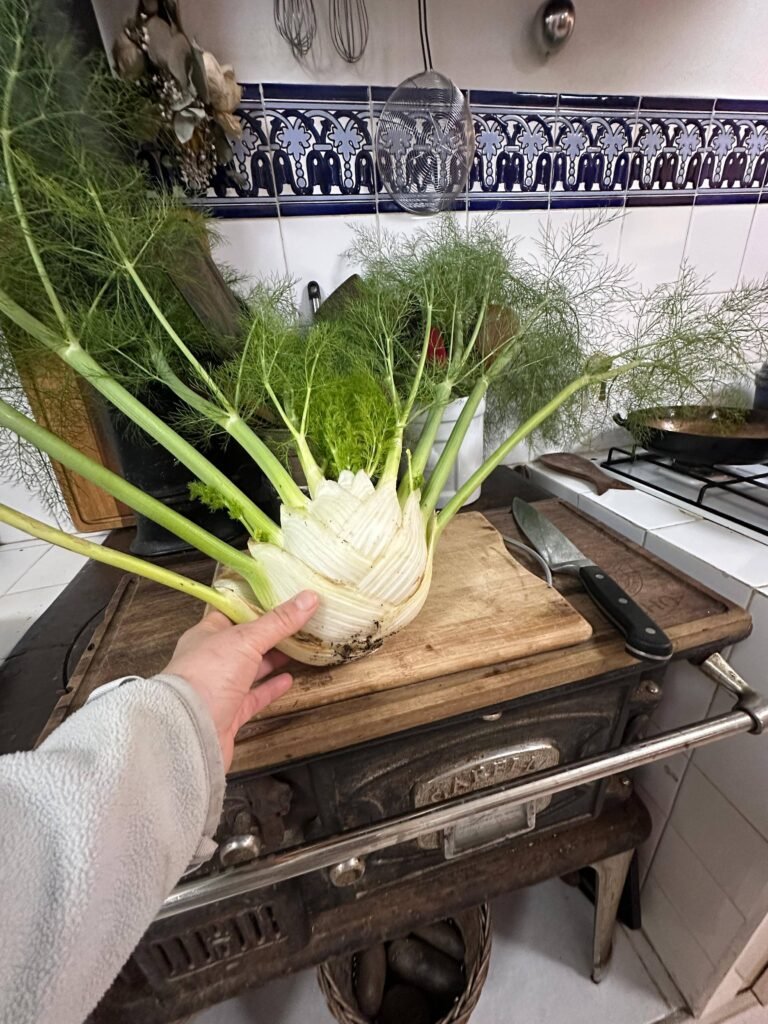 Hinojo: qué es, cómo se cultiva y por qué no es un bulbo Betarraga - - Notas