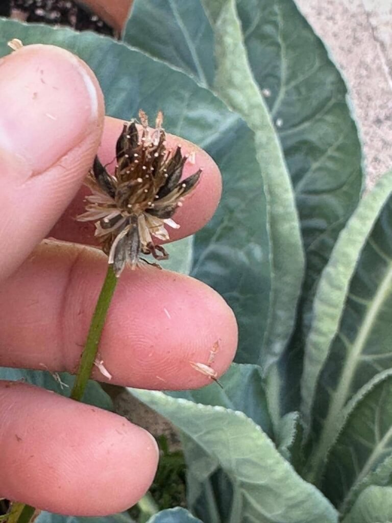 Cómo armar tu propio Banco de Semillas: autonomía y memoria viva - - Notas