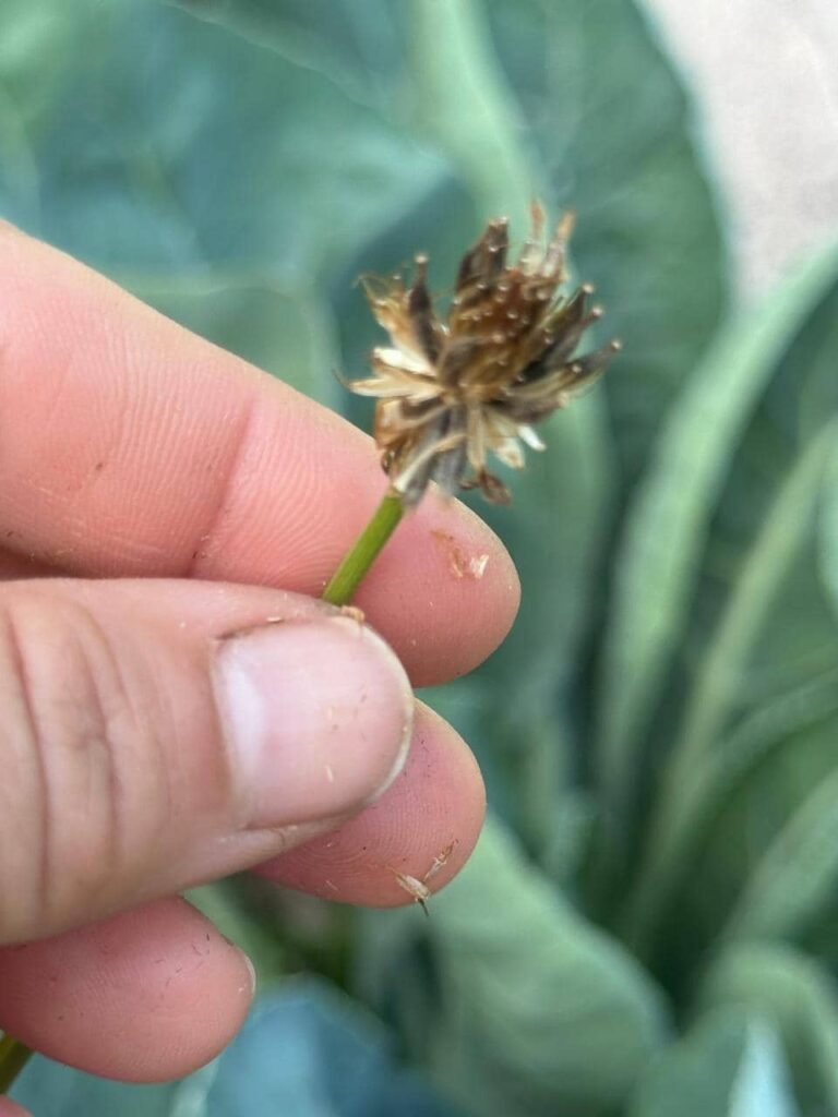 Cómo armar tu propio Banco de Semillas: autonomía y memoria viva - - Notas