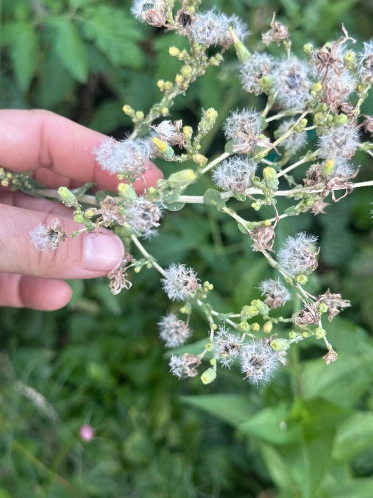 Cómo armar tu propio Banco de Semillas: autonomía y memoria viva - - Notas
