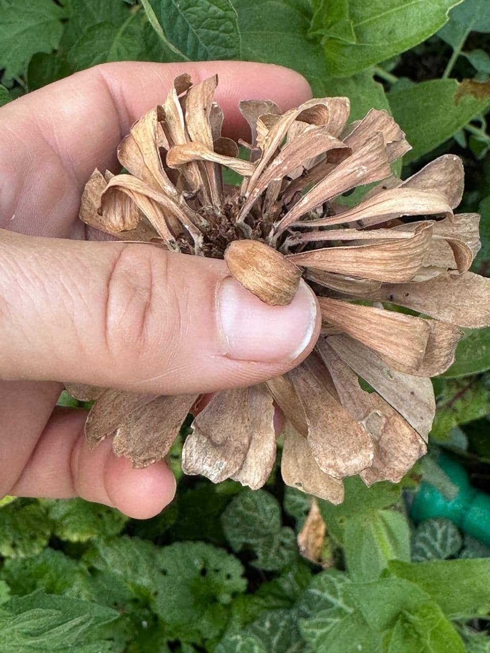 La flor de Zinnia con sus semillas listas ara ser cosechadas
