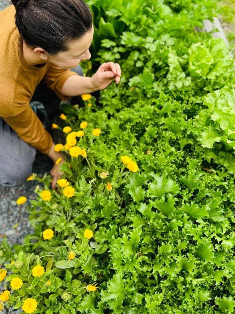 Asociación de cultivos: el arte de crecer en compañía - - Notas