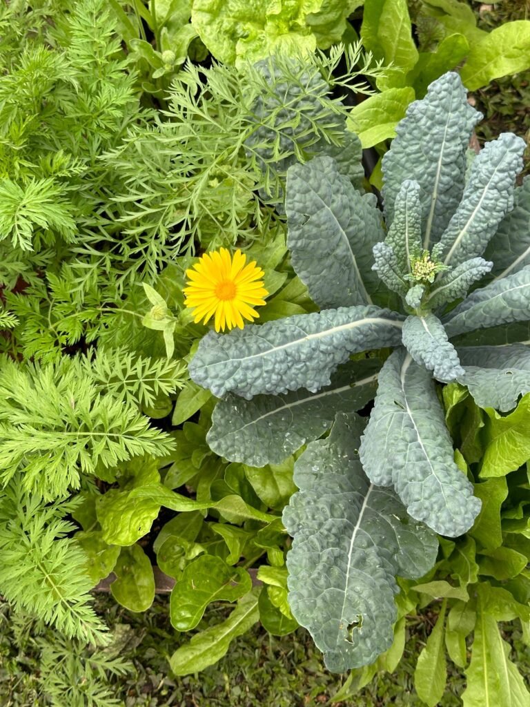 Asociación de cultivos: el arte de crecer en compañía - - Notas