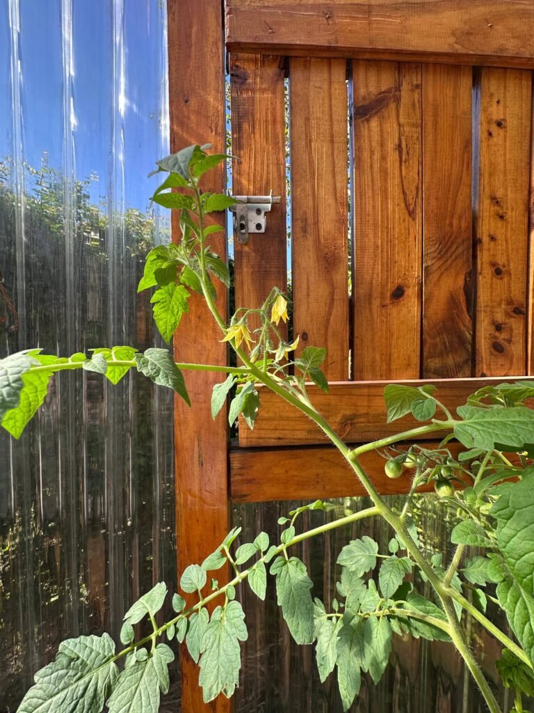 Asociación de cultivos: el arte de crecer en compañía - - Notas