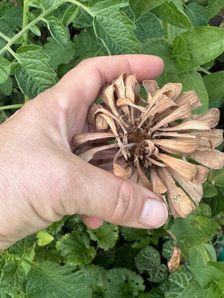 Cómo armar tu propio Banco de Semillas: autonomía y memoria viva - - Notas