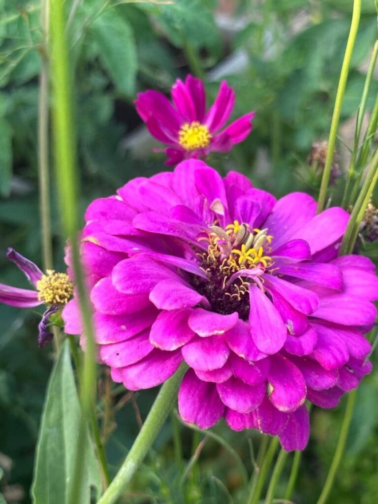 Cómo armar tu propio Banco de Semillas: autonomía y memoria viva - - Notas