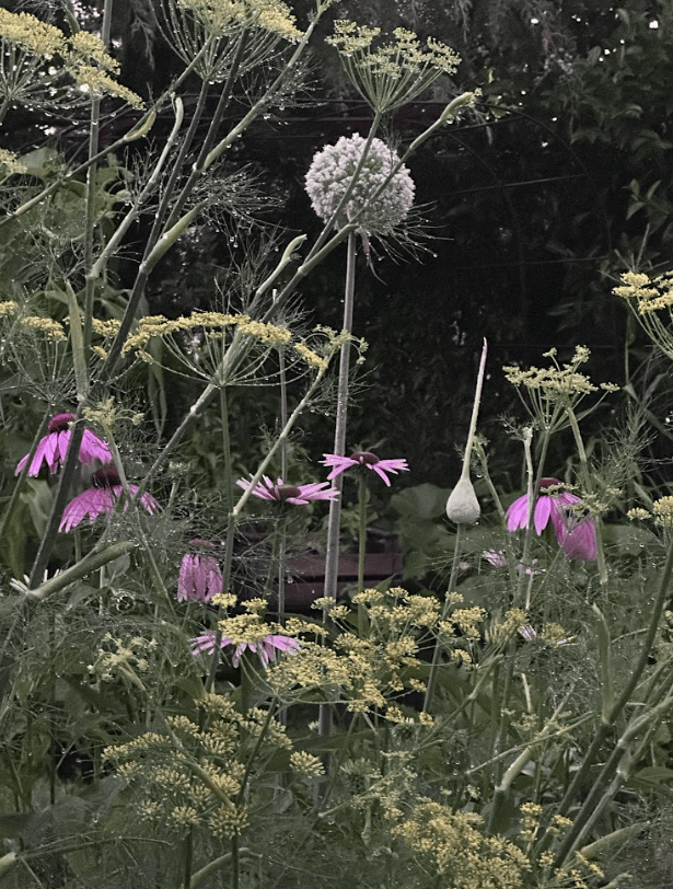 Taller de huerta orgánica, plantas nativas y fotografía por Paula Colombini