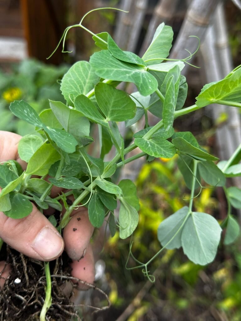 Huerta orgánica: El secreto de las arvejas para alimentar el suelo. - - Notas