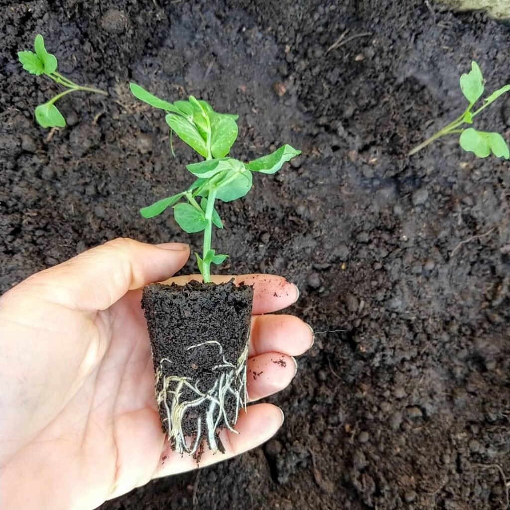 Huerta orgánica: El secreto de las arvejas para alimentar el suelo. - - Notas