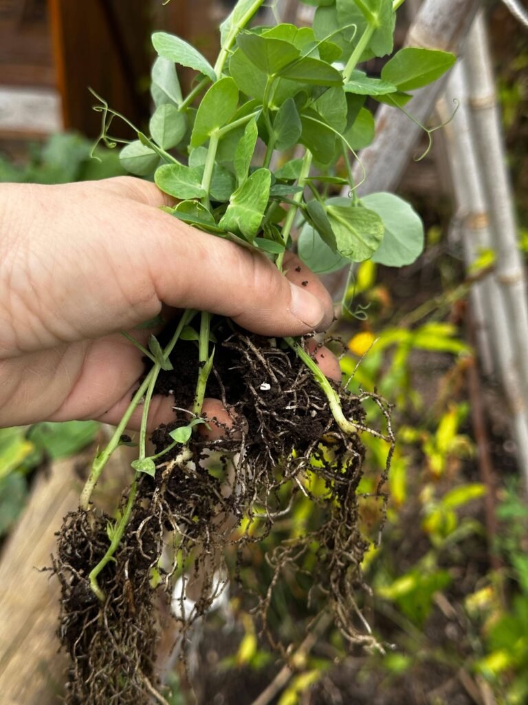 Huerta orgánica: El secreto de las arvejas para alimentar el suelo. - - Notas