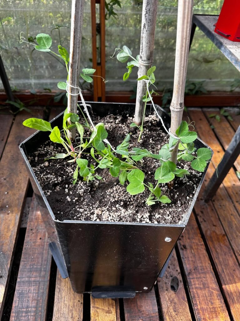 Huerta orgánica: El secreto de las arvejas para alimentar el suelo. - - Notas
