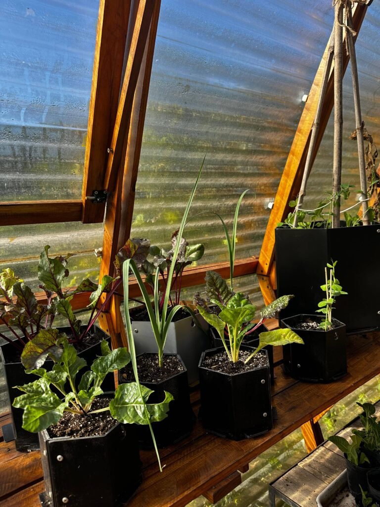 Huerta orgánica: El secreto de las arvejas para alimentar el suelo. - - Notas