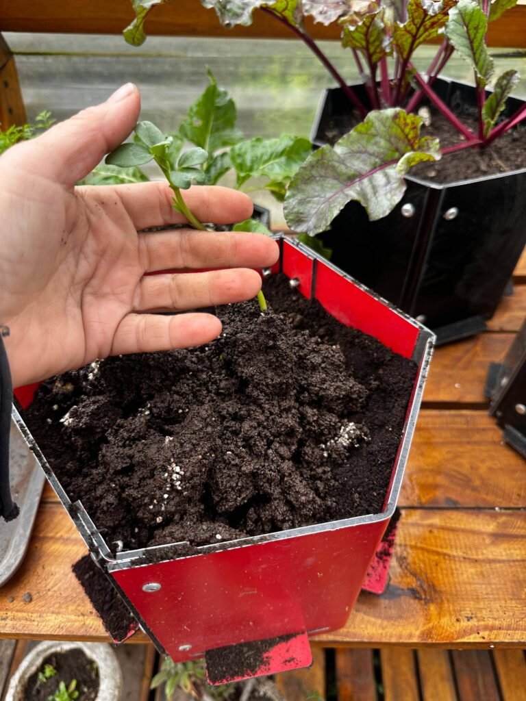Cultivo de habas: Guía completa para tu huerta de invierno. - - Notas