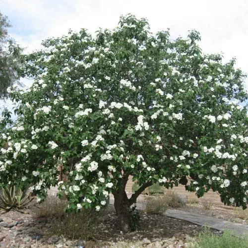 Refugio de plantas nativas: Qué observar en cada estación del año - - Los caminos del jardín