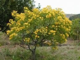 Refugio de plantas nativas: Qué observar en cada estación del año - - Los caminos del jardín