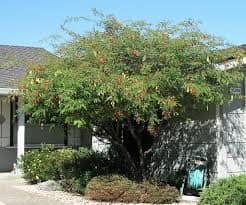 Refugio de plantas nativas: Qué observar en cada estación del año - - Los caminos del jardín